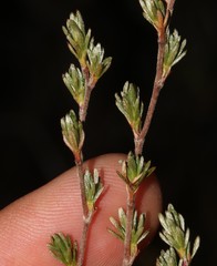Cliffortia sericea