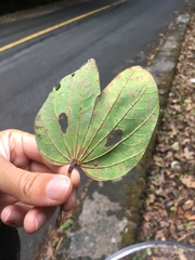 Bauhinia