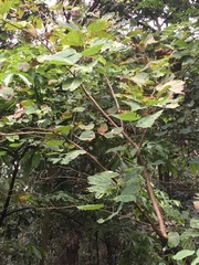 Bauhinia