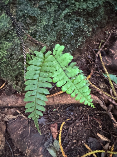 Hymenasplenium, 2025-11-22