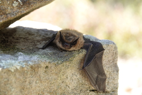 Eastern Small-footed Myotis photographed in Pennsylvania