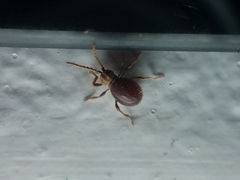 Mezium americanum