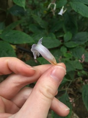 Angiospermae