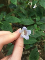 Angiospermae