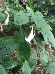 Angiospermae