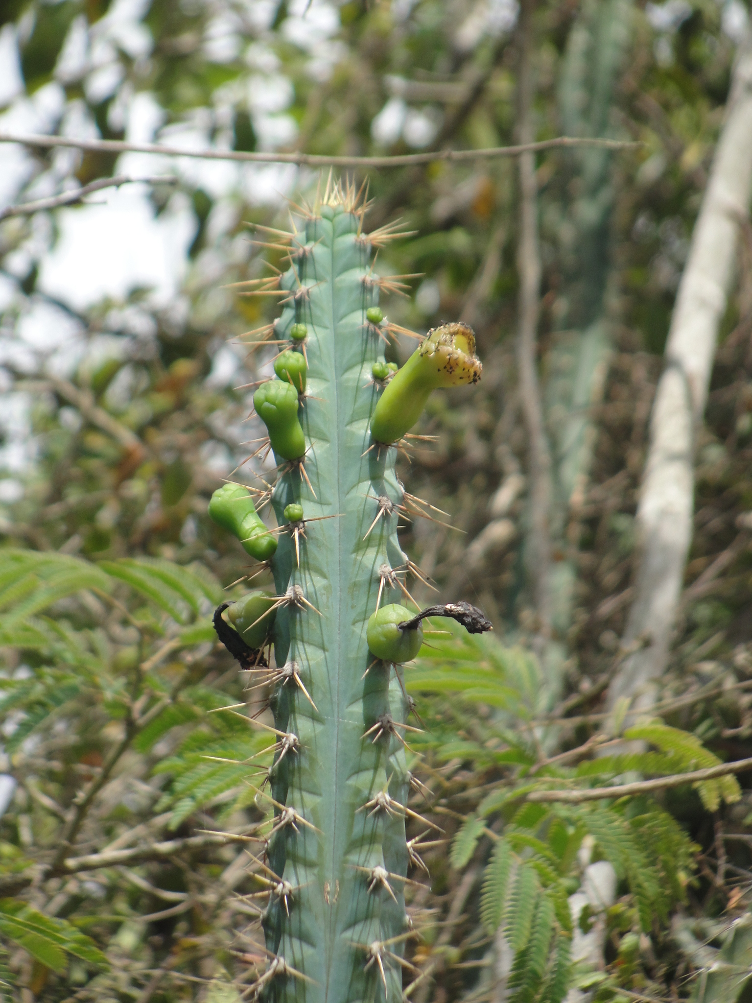 Pilosocereus pentaedrophorus