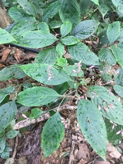 Angiospermae
