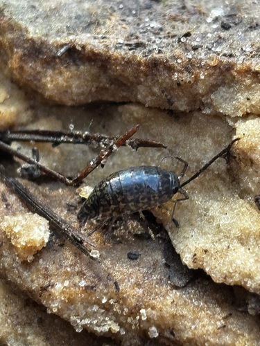 Eastern Rockslater photo 5