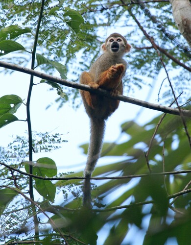 Collins' Squirrel Monkey