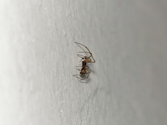 Steatoda triangulosa