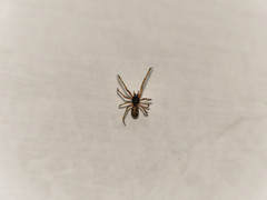 Steatoda triangulosa