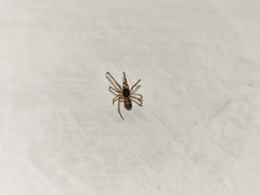 Steatoda triangulosa