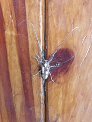 Prosopocera paykulli
