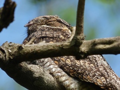 Caprimulgus jotaka