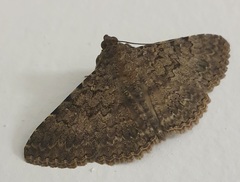 Polydesma umbricola