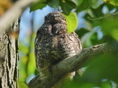 Caprimulgus jotaka