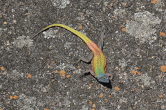 Platysaurus intermedius rhodesianus