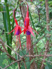 Fuchsia magellanica