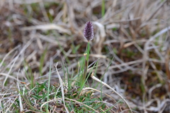 Alopecurus magellanicus