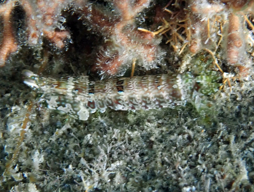Neogonodactylus bredini