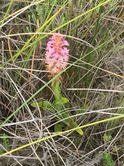 Satyrium hallackii
