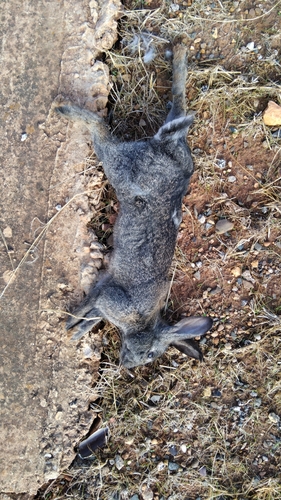 European Rabbit