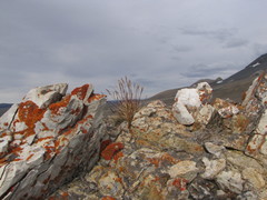 Festuca brachyphylla