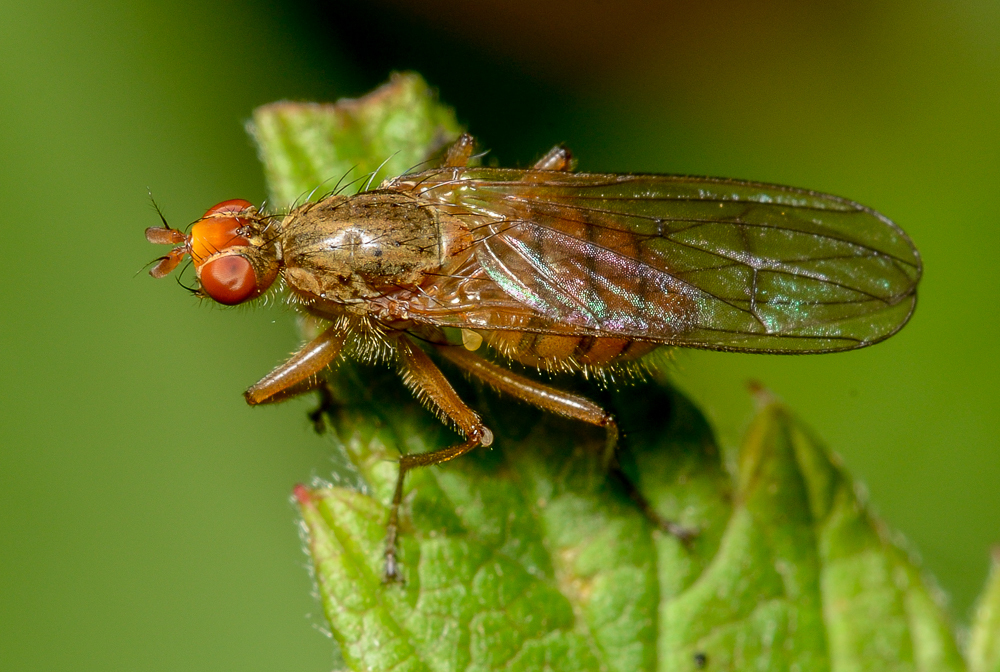 Scathophaga spurca