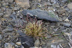 Poa abbreviata