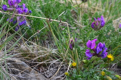 Poa abbreviata