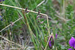 Poa abbreviata
