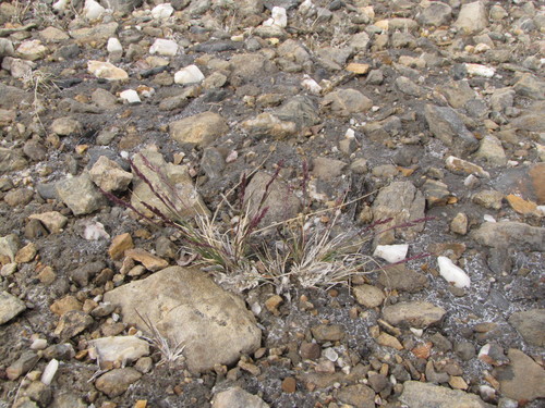 narrow alkaligrass (Puccinellia angustata)