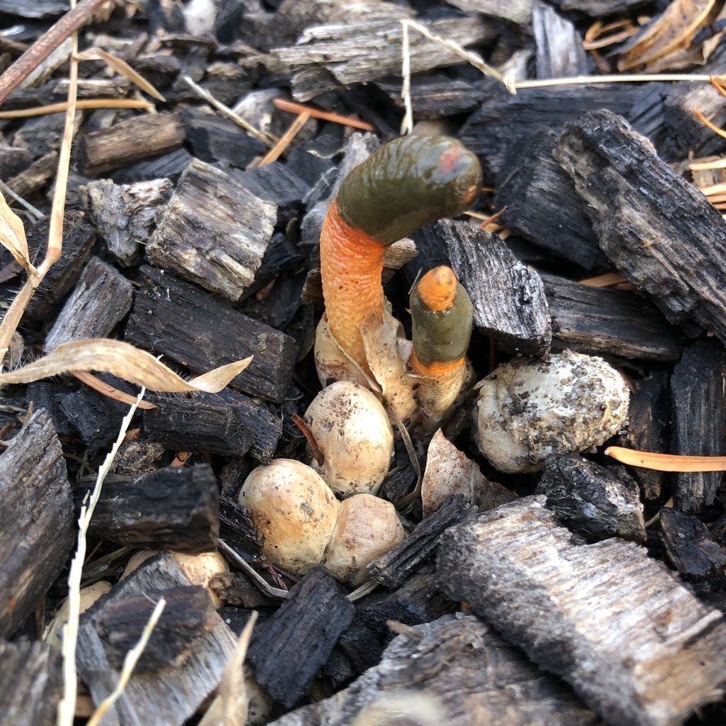 Mutinus elegans · November 2025 · photo: © conboy (iNaturalist, cc-by)