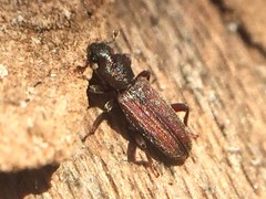 Bothrideridae