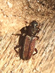 Bothrideridae