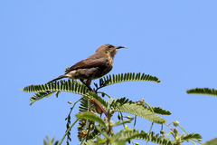 Cinnyris mariquensis