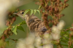 Acrocephalus scirpaceus