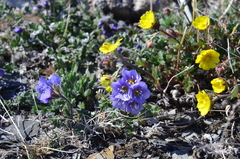 Polemonium boreale