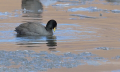 Fulica cornuta