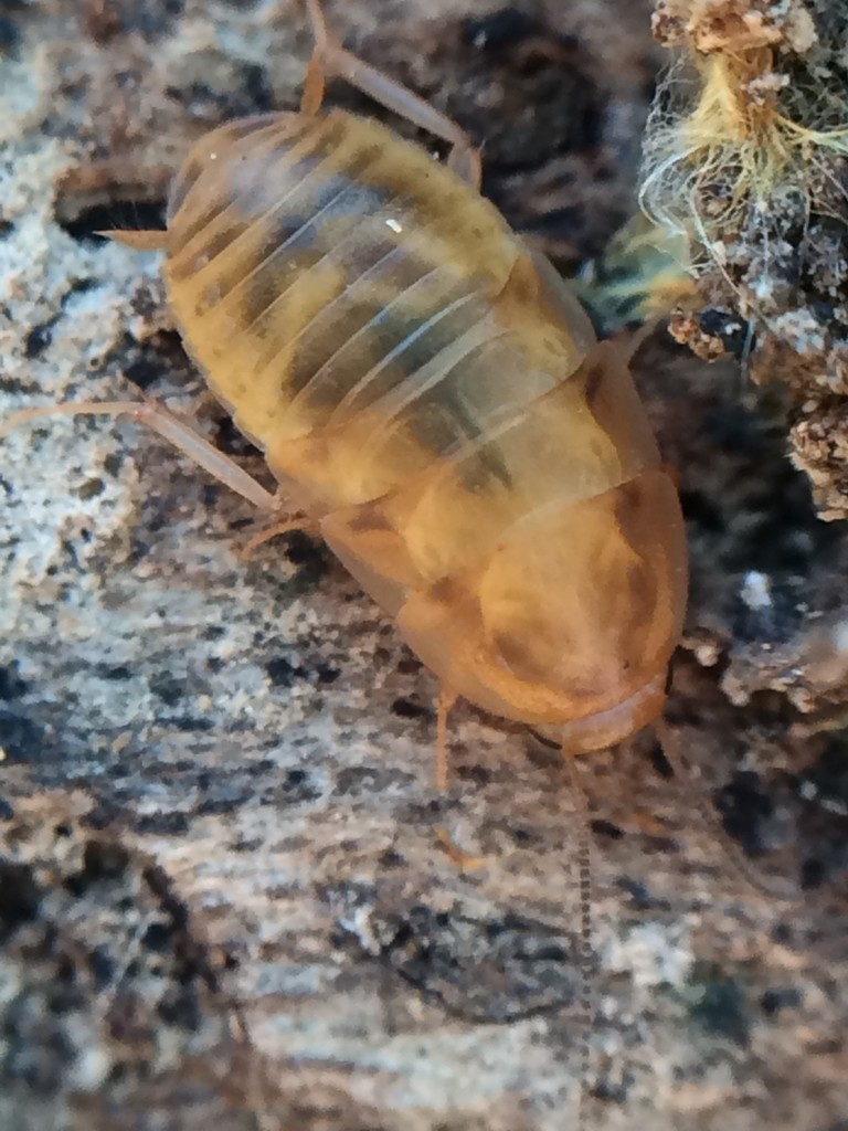 Latindiinae