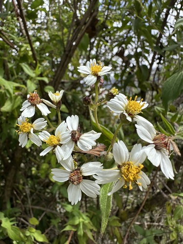 Alloispermum caracasanum, photograph 2