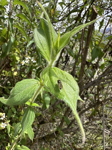 Alloispermum caracasanum, photograph 3