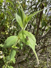 Alloispermum caracasanum, photograph (c) Nicolás Baresch Uribe, some rights reserved (CC BY)