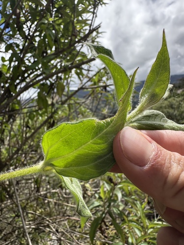 Alloispermum caracasanum, photograph 4