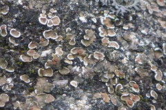 Psora pseudorussellii