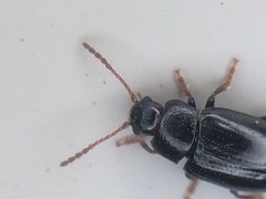 Microtheca
