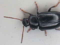 Microtheca