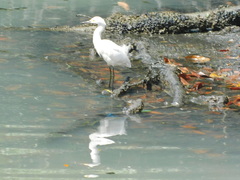 Egretta thula