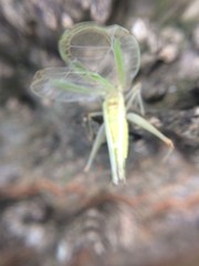 Oecanthus varicornis