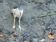 Nycticorax nycticorax